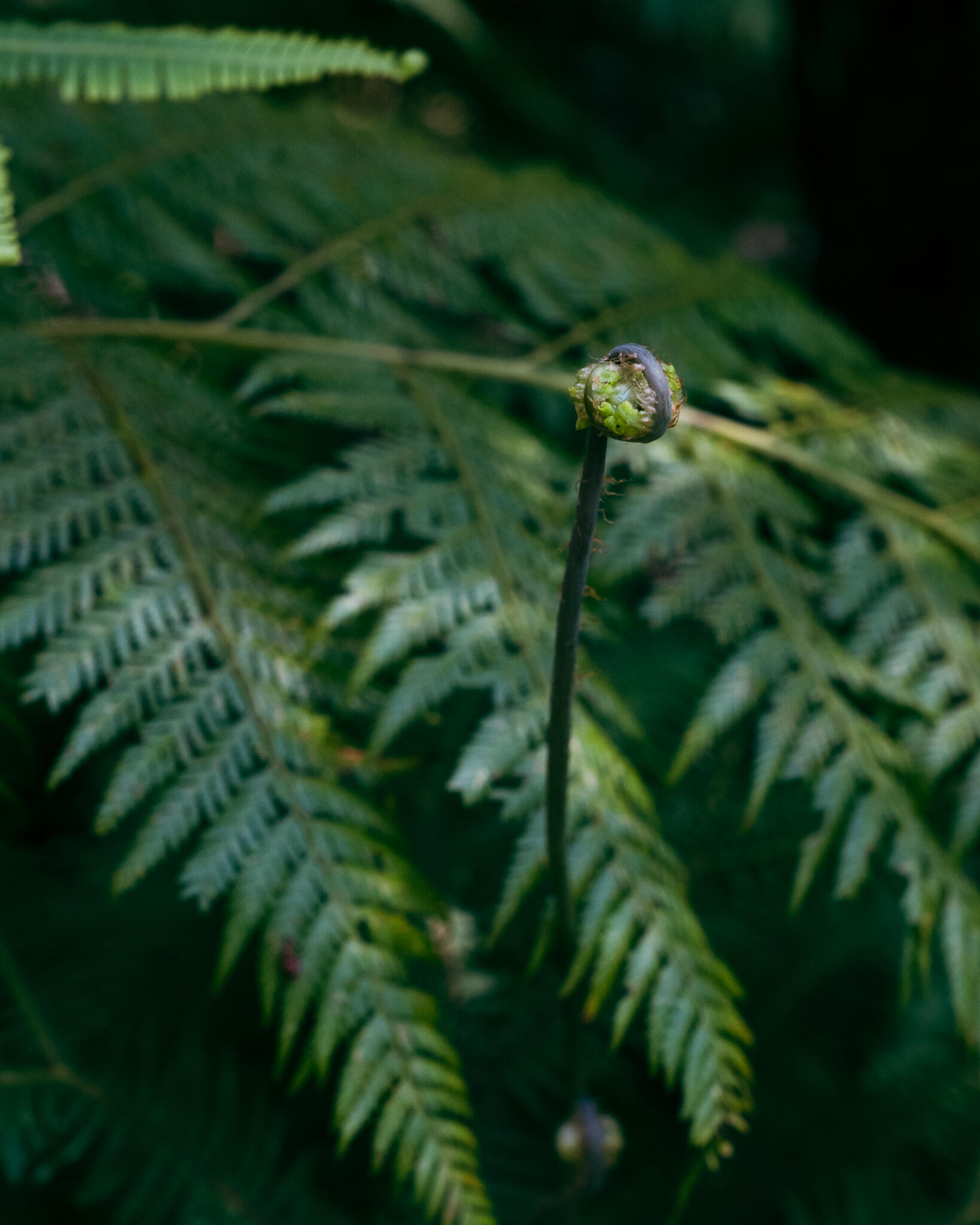 book_an_appointment_robin_wei_rangeside_medical
